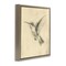 Stupell Industries Vintage Hummingbird Sketch Floating Frame, design by Petal Prints Design
